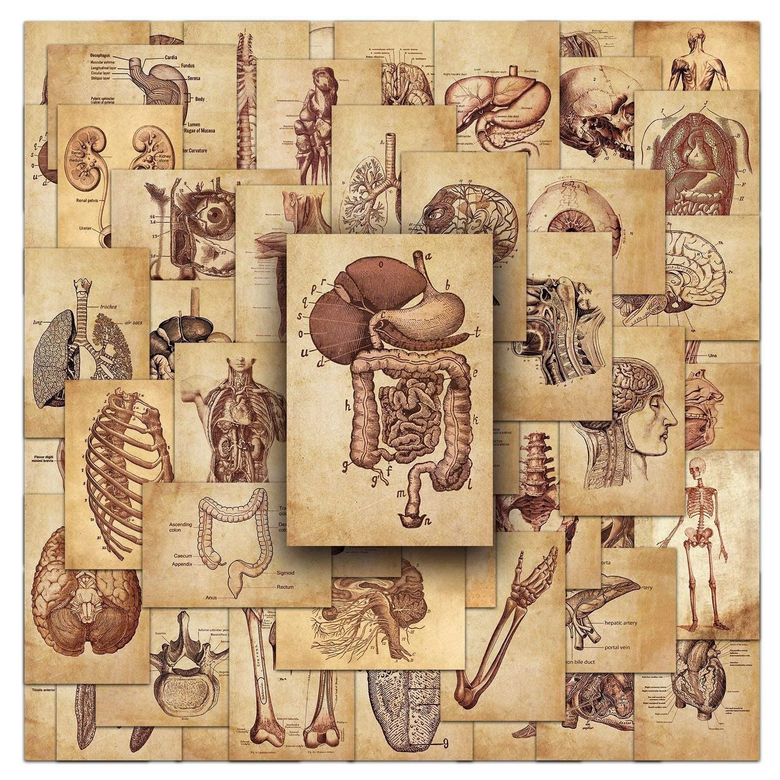 Medtechkits- 50 Pcs Vintage Medical Anatomy Stickers- -